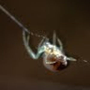 Meet your Posher, Ian